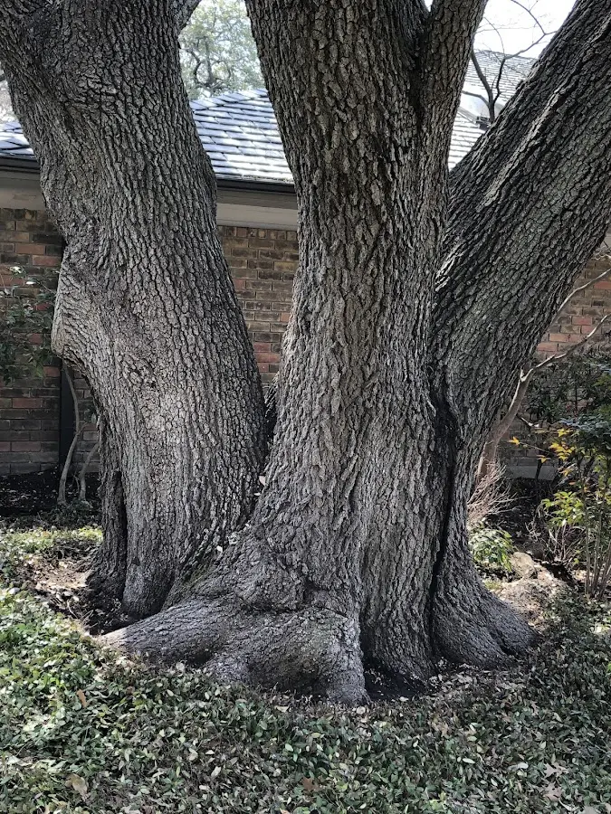 Mature heritage tree close to a Westmoreland property cared for by certified arborists